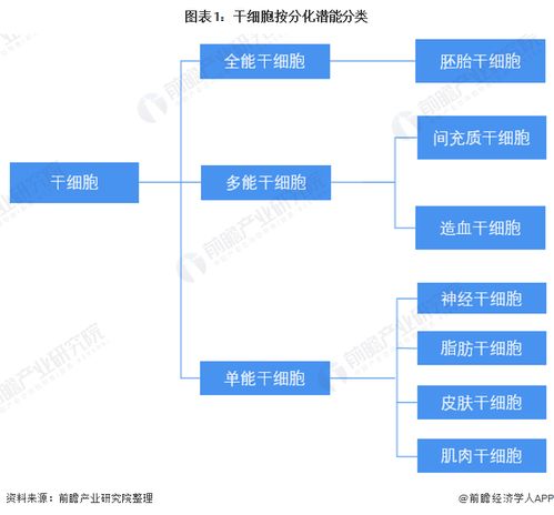 预见2022 中国干细胞医疗产业全景图谱、市场规模、竞争格局与发展前景